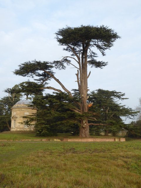 Cedar tree beside the Rotunda © Philip Halling :: Geograph Britain and ...