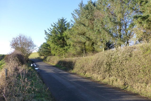 Hedge between road and copse © Russel Wills cc-by-sa/2.0 :: Geograph ...