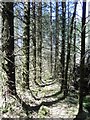 NN2433 : Forestry, Glen Orchy by Richard Webb