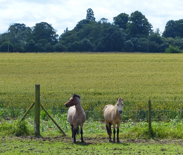Horses at Bridge Farm on Euximoor Fen