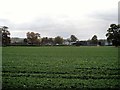 Field of brassica