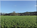 Field on the flood plain