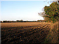 Crop field between Church Lane and the B1150 road