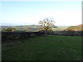 Tree at the field boundary