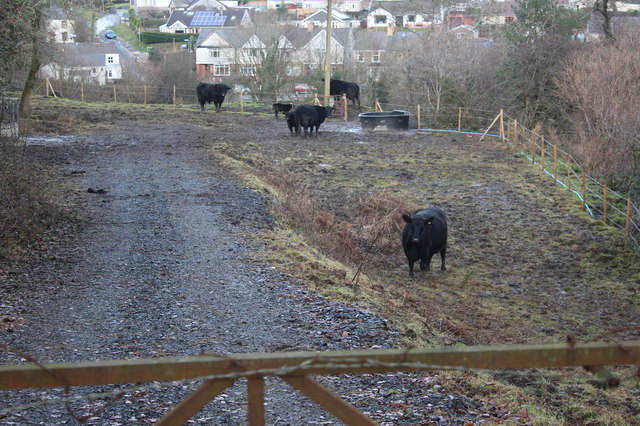 Cattle behind Horeb Chapel, Trinant
