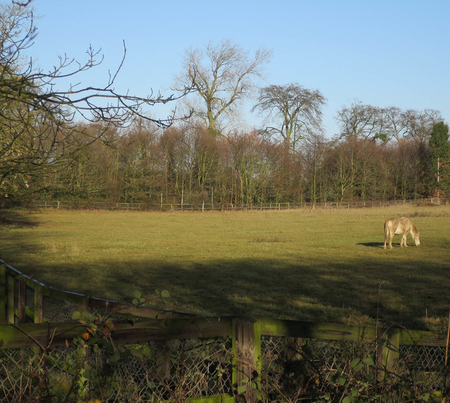 Horse field by Higham Road