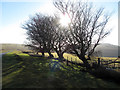 Winter trees beside the Man-moel Road