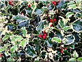 Ilex aquifolium, variegated holly