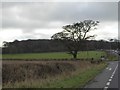 Shallow valley and Dunsdown Beeches