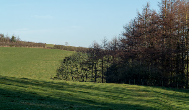 Grassed slope with tree shadows