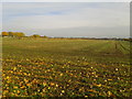 Looking towards Heslington from Fulford