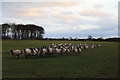 NU1633 : Glororam pasture by Peter Turner