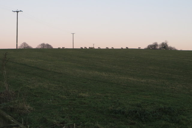 Powerlines and sheep by the bridleway