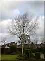 TF4208 : Silver Birch Tree - Midday on Christmas Day 2016 by Richard Humphrey
