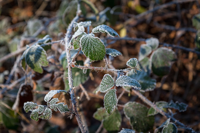 Frosted Leaves at Trent Park