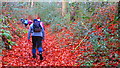 Path up through Cockshoot Wood