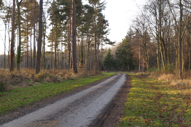 Track from the King's Gate, Dalkeith Country Park