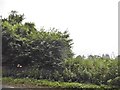 Trees by the A272, West Meon