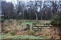 Overgrown access to Lochty Wood