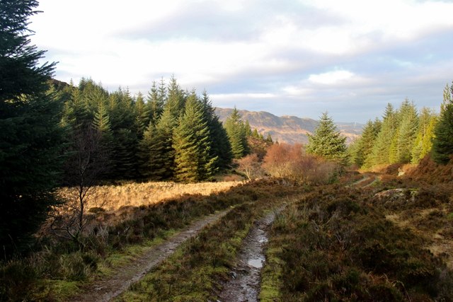 A blink of sun on a forest clearing at Cnoc Madaidh