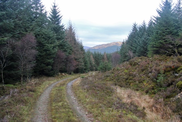 Forest road above Glen Tarsan