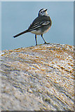 SX8237 : South Hams : Bird by Lewis Clarke