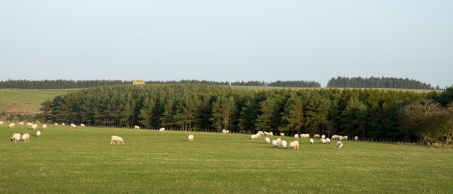 Sheep in field near Cronkley Bank