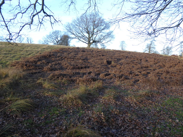 A hillside in Knole Park