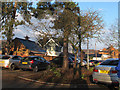 Crab apple tree in a car park