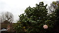 TQ2995 : Camellia in London N14 by Christine Matthews