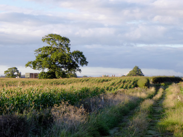 Maize field and bridleway west of Whitchurch, Shropshire