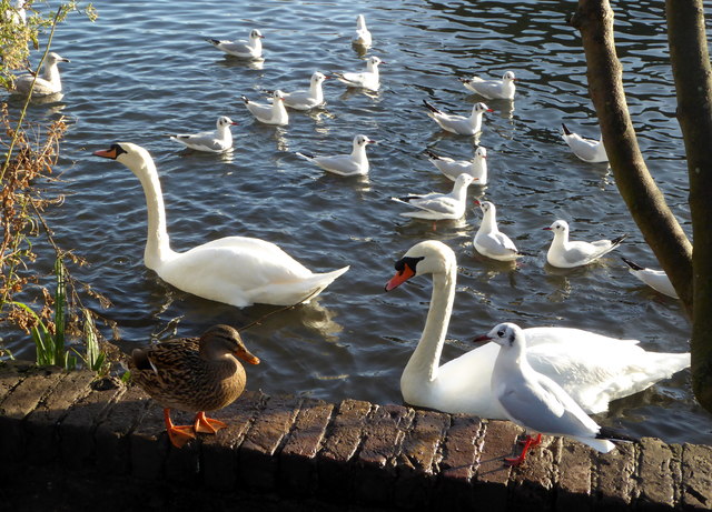 Stonebridge Pond, Faversham