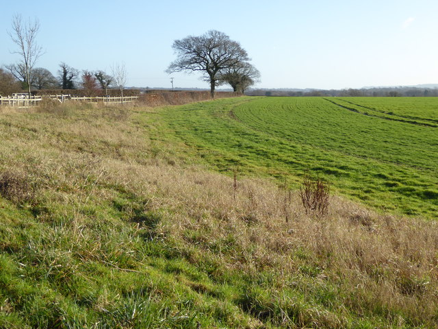 Field edge with bridleway on left
