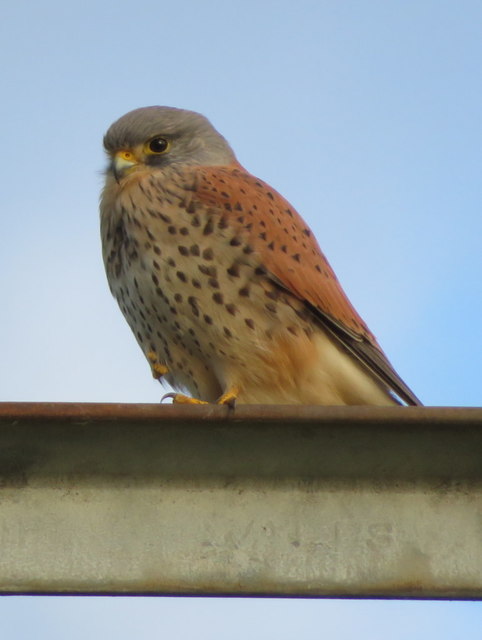 A male Kestrel on an electricity pole © John S Turner cc-by-sa/2.0 ...