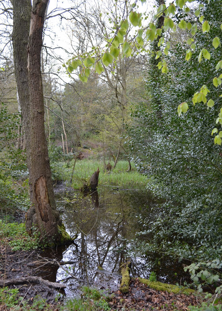 One of the ponds in Whitley Grove, southeast Coventry