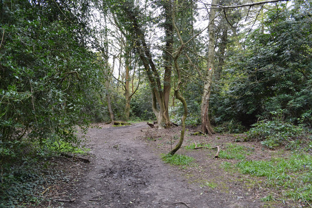 Paths in Whitley Grove, southeast... © Robin Stott :: Geograph Britain ...