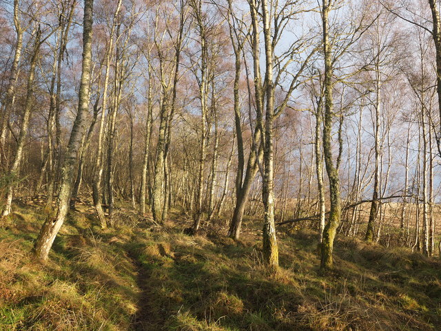 Footpath at the edge of Arkendeith Wood