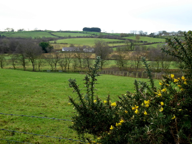 Early blossoms on whins, Drumduff © Kenneth Allen cc-by-sa/2.0 ...