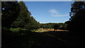 Path at Fen Covert, Dunwich Forest