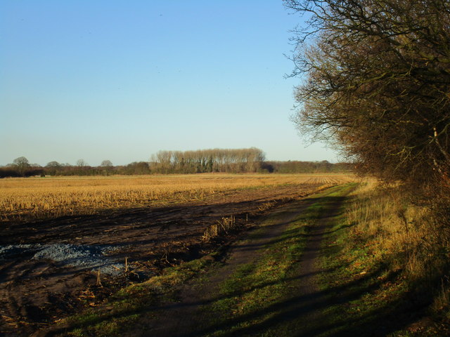 Farm track, stubble field and shelter belt