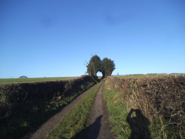 Tree Arch View © Gordon Griffiths cc-by-sa/2.0 :: Geograph Britain and ...