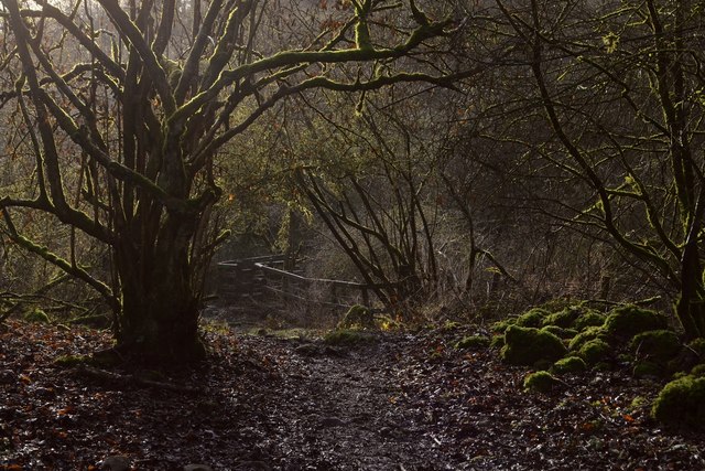 Moss Covering in Cressbrook Dale,... © Andrew Tryon cc-by-sa/2.0 ...