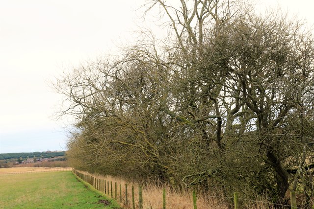 Boundary Hedge © Andrew Wood :: Geograph Britain And Ireland