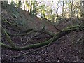 Fallen Tree and Autumn Leaves