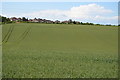 Barley in Dry Valley