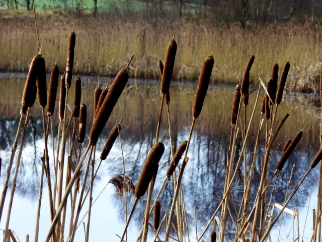 Bulrushes, Claraghmore