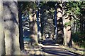 NT2932 : Avenue of conifers, The Glen by Jim Barton