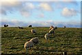NJ9736 : Dudwick Sheep by Andrew Wood