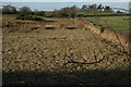 The view through the hedge