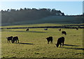 Cattle in the Black Brook Valley